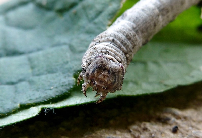 Ciclo vitale: Biston strataria, Geometridae